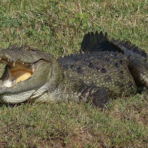 1200px-Crocodile_in_Yala_National_Park_2