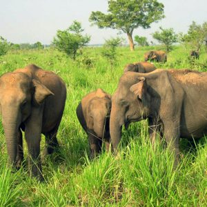 1357456662_0!!-!!Udawalawe Elephants