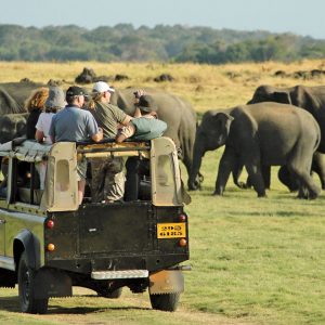 Jeep-safari-in-Minneriya-National-Park