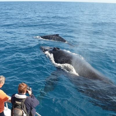 Whale-watching-mirissa-sri-lanka